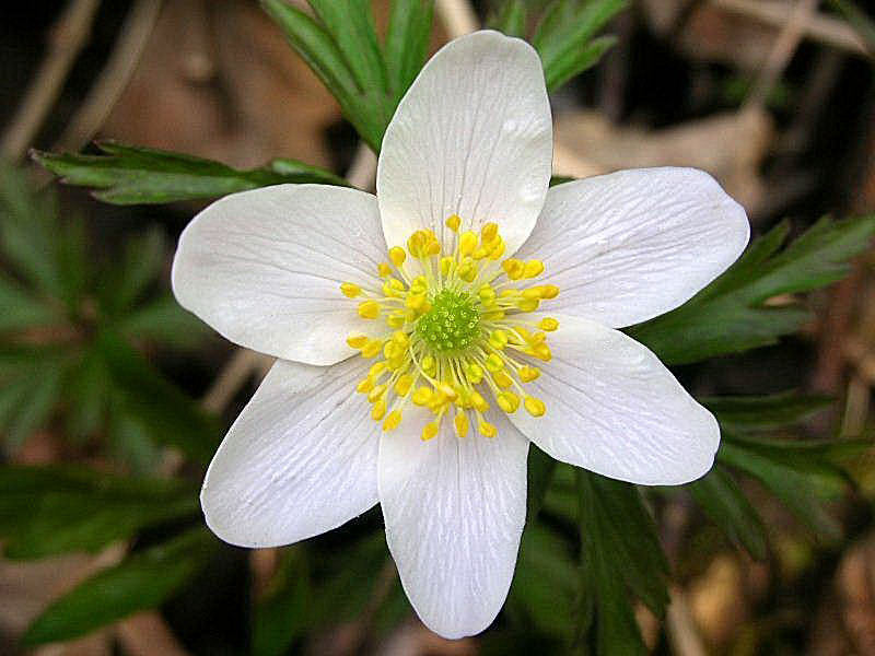 Anemonoides nemorosa / Anemone bianca